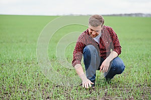 Farmer holds a harvest of the soil and young green wheat sprouts in his hands checking the quality of the new crop
