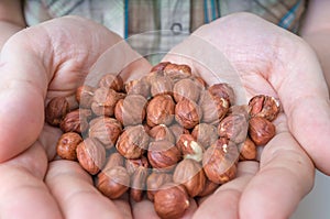 Farmer holds hazelnuts in hands