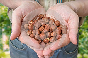 Farmer holds hazelnuts in hands