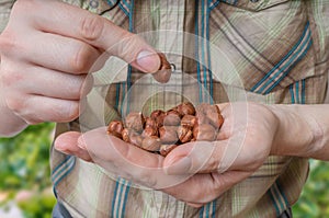 Farmer holds hazelnuts in hands