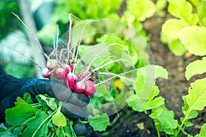 The farmer holds in his hand a fresh red radish on the background of a garden bed