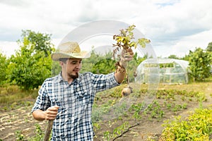 farmer holds in his hands a bush of young yellow potatoes, harvesting, seasonal work in the field, fresh vegetables