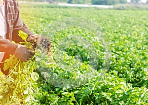 Farmer holds in his hands a bush of young yellow potatoes, harvesting, seasonal work in the field, fresh vegetables, agro-culture,