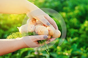 Farmer holds in his hands a bush of young yellow potatoes, harvesting, seasonal work in the field, fresh vegetables, agro-culture,