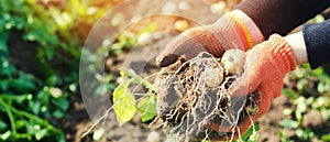 Farmer holds in his hands a bush of young yellow potatoes, harvesting, seasonal work in the field, fresh vegetables, agro-culture