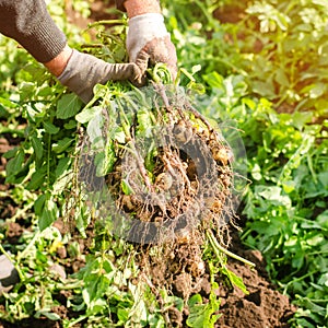 Farmer holds in his hands a bush of young yellow potatoes, harvesting, seasonal work in the field, fresh vegetables, agro-culture