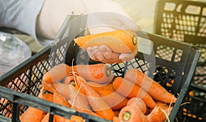 The farmer holds in his hands a freshly harvested crop of carrots. Agriculture and farming. Organic vegetables. Harvesting.