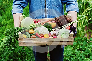 The farmer holds in his hands a wooden box with a crop of vegetables and harvest of organic root on the background of the garden.