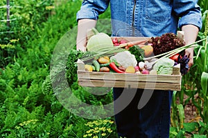 The farmer holds in his hands a wooden box with a crop of vegetables and harvest of organic root on the background of the garden.