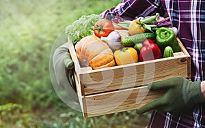 Farmer holds in his hands a wooden box with a vegetables produce on the background of the garden. Fresh and organic food