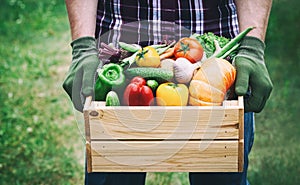 Farmer holds in his hands a wooden box with a vegetables produce on the green background. Fresh and organic food