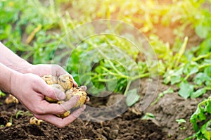 Farmer holds in his hands a young yellow potatoes, harvesting, seasonal work in the field, fresh vegetables, agro-culture, farming