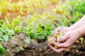 Farmer holds in his hands a young yellow potatoes, harvesting, seasonal work in the field, fresh vegetables, agro-culture, farming