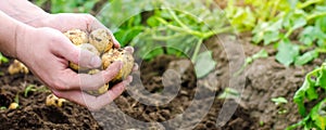 Farmer holds in his hands a young yellow potatoes, harvesting, seasonal work in the field, fresh vegetables, agro-culture, farming