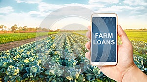 Farmer holds a phone with Farm loans on background of a cabbage plantation. Subsidies financial support to farmers in crisis photo