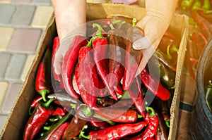 The farmer holds a red hot pepper in his hands. Harvest organic vegetables. Autumn harvesting concept. Selective focus