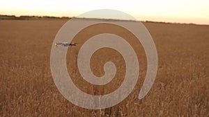 Farmer holds remote controller with his hands while quadcopter is flying on background. Drone fliew away in wheat field