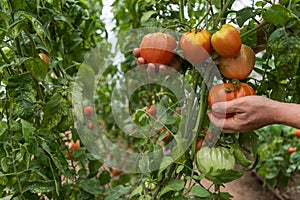 A farmer holds a ripe tomato in his hands. The tomato plant is in a greenhouse