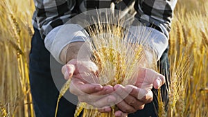 A farmer holds ripe wheat ears in his hands in close-up. The concept of economic crisis, grain import and export