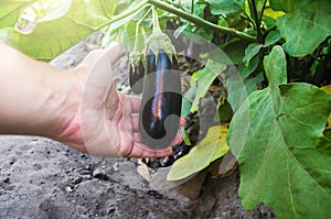 The farmer holds an unpicked eggplant in his hand. Agriculture, farm. Growing fresh organic vegetables on the farm. Food