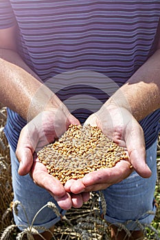 Farmer holds wheat grains in his hands