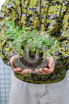 Farmer holds a young tomato seedling for planting in the garden on the beds. green seedlings in men`s hands