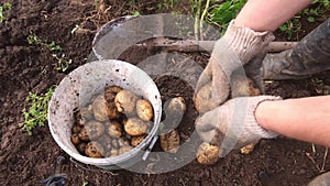 Farmer holds young yellow potatoes, harvesting, seasonal work in the field