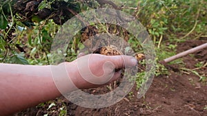 Farmer holds young yellow potatoes, harvesting, seasonal work in the field