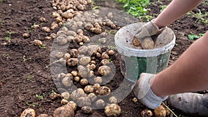 Farmer holds young yellow potatoes, harvesting, seasonal work in the field