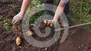 Farmer holds young yellow potatoes, harvesting, seasonal work in the field