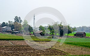 A farmer hut at a distance on an agriculture field against clear sky background