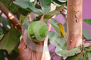 A farmer indict to grow guava on plant