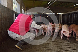 Farmer inside a pig farm, petting the pigs