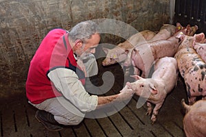 Farmer inside a pig farm, petting the pigs