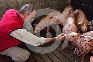 Farmer inside a pig farm, petting the pigs