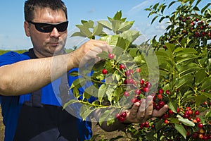 Farmer inspecting cherry yield