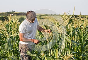 Farmer inspecting corn crop at field of organic eco farm