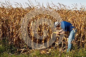 Farmer Inspecting Corn FIeld