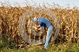 Farmer Inspecting Corn FIeld