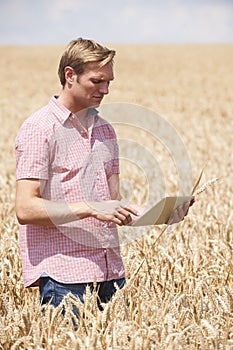 Farmer Inspecting Crops In Field Using Digital Tablet