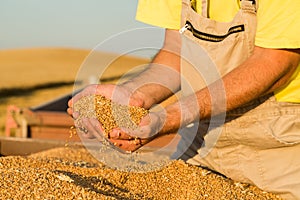 Farmer inspecting freshly harvested wheat grains