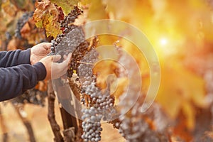 Farmer Inspecting His Wine Grapes In Vineyard