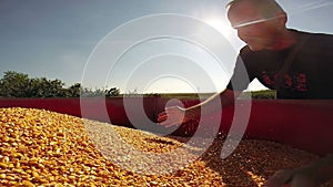 Farmer Inspecting Maize Grains