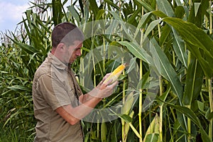 Farmer inspecting maize harvest