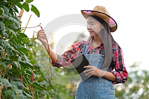Farmer inspecting organic vegetables.farmer asian women inspecting garlic in agricultural garden. Plant growth