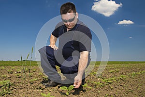 Farmer Inspecting sunflower field