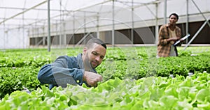 Farmer, inspector or greenhouse plants as agriculture growth, sustainability or study research. Man, woman or document