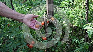 Farmer inspects cherry tomato crop. Organic farming, vegetable garden