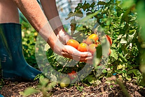 Farmer inspects a crop of tomatoes on the farm