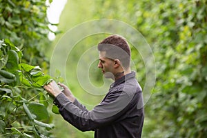 A farmer inspects green bean pods. Harvest of beans